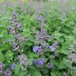 Šanta zkřížená 'Kit Cat' - Nepeta x faassenii 'Kit Cat'