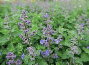 Šanta zkřížená 'Kit Cat' - Nepeta x faassenii 'Kit Cat'