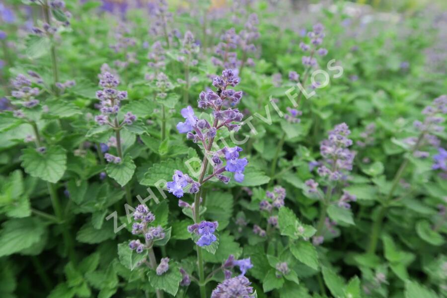 Šanta zkřížená 'Kit Cat' - Nepeta x faassenii 'Kit Cat'