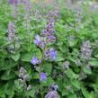 Šanta zkřížená 'Kit Cat' - Nepeta x faassenii 'Kit Cat'
