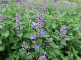 Šanta zkřížená 'Kit Cat' - Nepeta x faassenii 'Kit Cat'