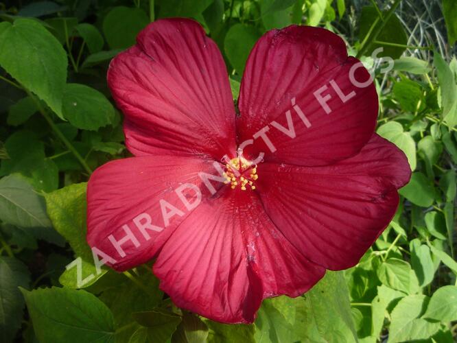 Ibišek bahenní 'Red' - Hibiscus moscheutos 'Red'