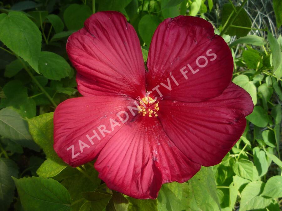 Ibišek bahenní 'Red' - Hibiscus moscheutos 'Red'