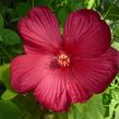 Ibišek bahenní 'Red' - Hibiscus moscheutos 'Red'