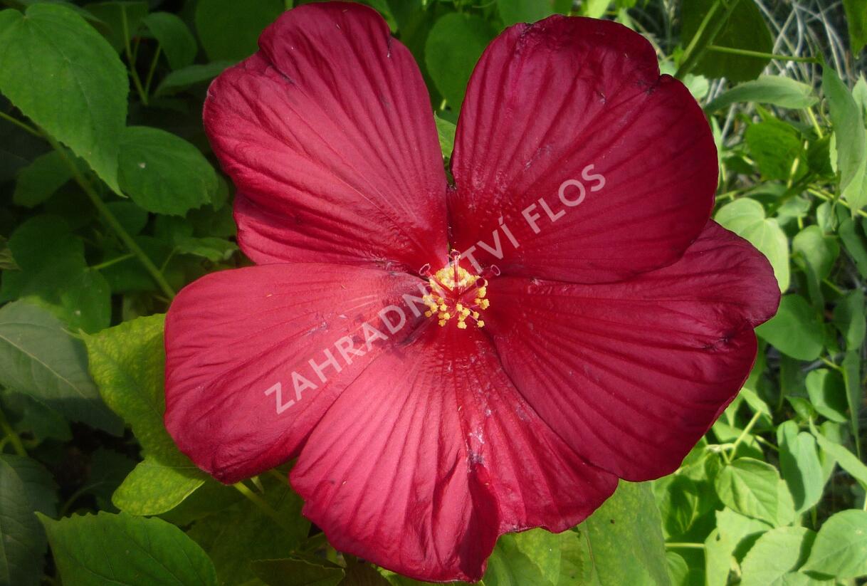 Ibišek bahenní 'Red' - Hibiscus moscheutos 'Red'