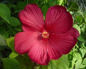 Ibišek bahenní 'Red'