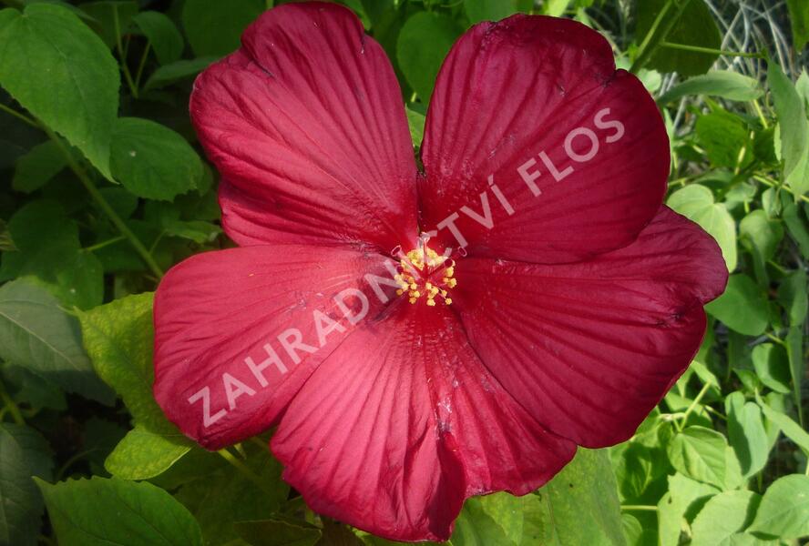 Ibišek bahenní 'Red' - Hibiscus moscheutos 'Red'