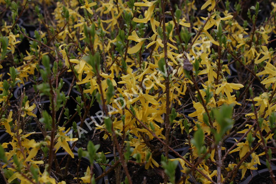 Zlatice prostřední, zlatý déšť 'Lynwood' - Forsythia intermedia 'Lynwood'