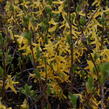 Zlatice prostřední, zlatý déšť 'Lynwood' - Forsythia intermedia 'Lynwood'