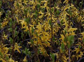 Zlatice prostřední, zlatý déšť 'Lynwood' - Forsythia intermedia 'Lynwood'