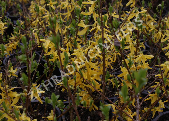 Zlatice prostřední 'Lynwood' - Forsythia intermedia 'Lynwood'