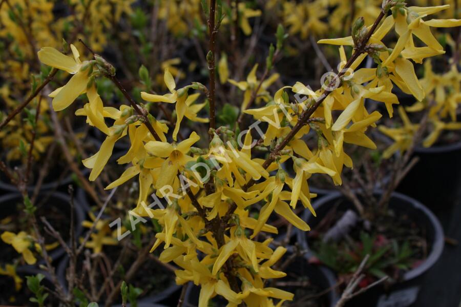 Zlatice prostřední, zlatý déšť 'Lynwood' - Forsythia intermedia 'Lynwood'