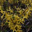 Zlatice prostřední 'Lynwood' - Forsythia intermedia 'Lynwood'
