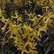 Zlatice prostřední, zlatý déšť 'Lynwood' - Forsythia intermedia 'Lynwood'
