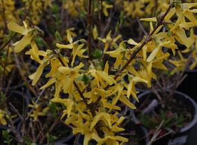 Zlatice prostřední, zlatý déšť 'Lynwood' - Forsythia intermedia 'Lynwood'