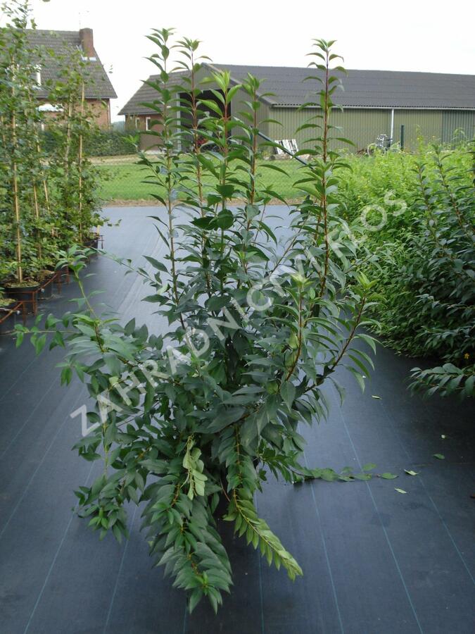 Zlatice prostřední, zlatý déšť 'Lynwood' - Forsythia intermedia 'Lynwood'