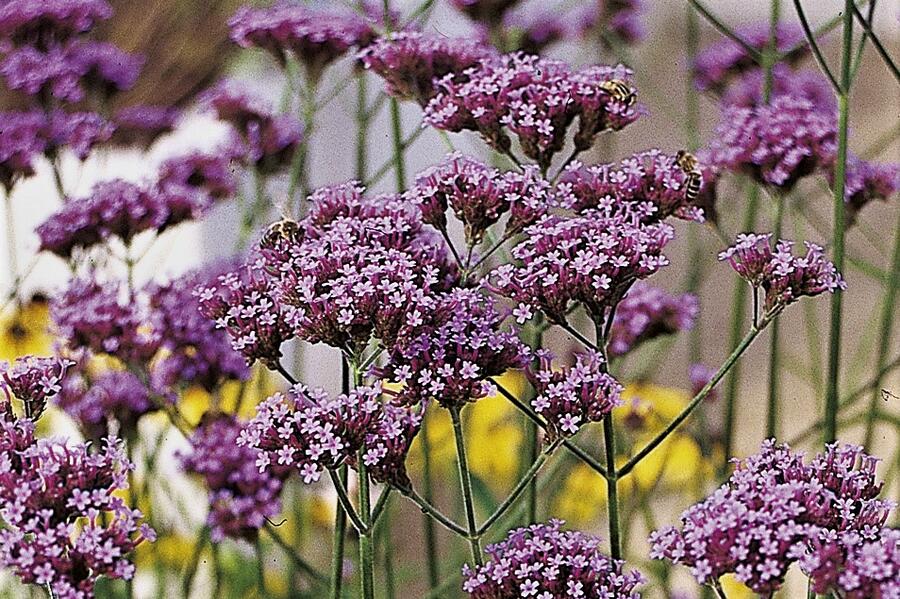 Verbena, sporýš argentinský 'Violetta' - Verbena bonariensis 'Violetta'