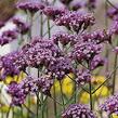 Verbena, sporýš argentinský 'Violetta' - Verbena bonariensis 'Violetta'