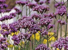 Sporýš argentinský 'Violetta' - Verbena bonariensis 'Violetta'