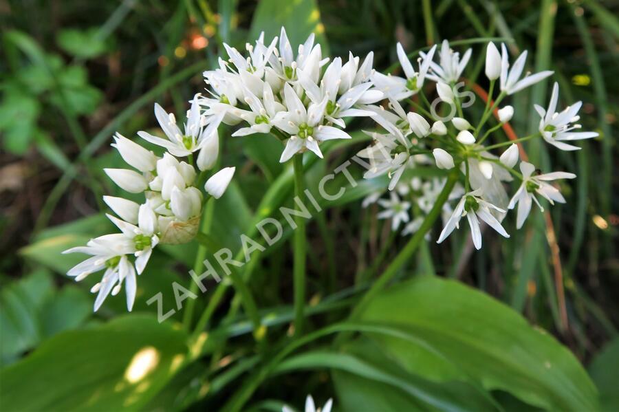 Česnek medvědí - Allium ursinum