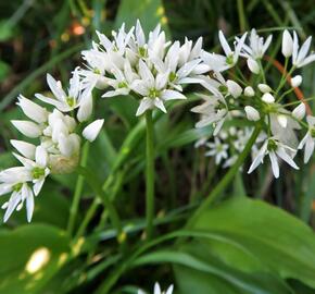 Česnek medvědí - Allium ursinum