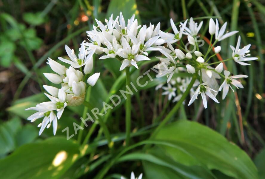 Česnek medvědí - Allium ursinum
