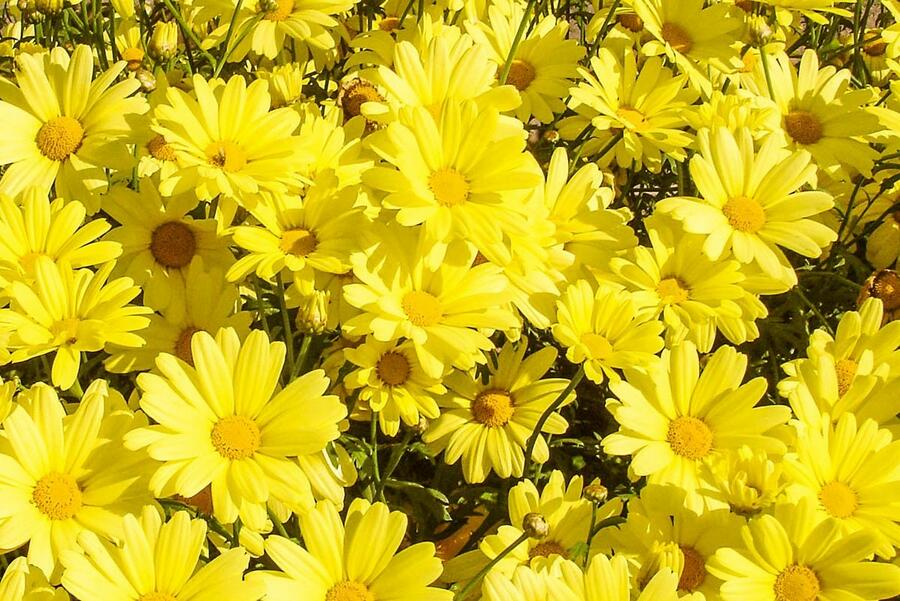 Kopretina pařížská 'Aramis Yellow' - Argyranthemum frutescens 'Aramis Yellow'