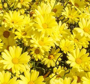 Kopretina pařížská 'Aramis Yellow' - Argyranthemum frutescens 'Aramis Yellow'