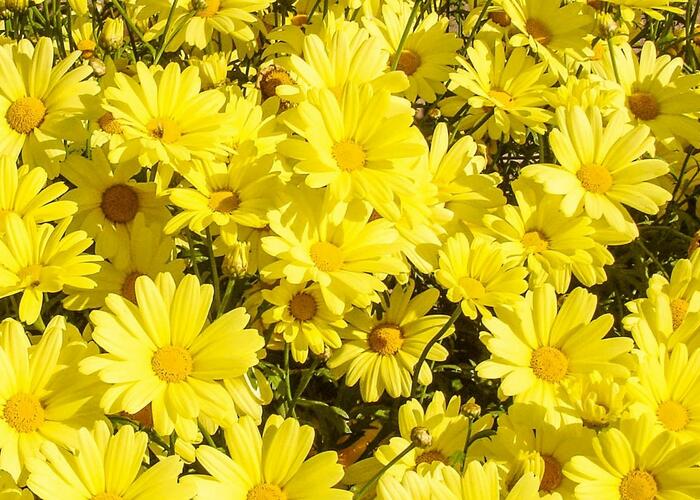 Kopretina pařížská 'Aramis Yellow' - Argyranthemum frutescens 'Aramis Yellow'