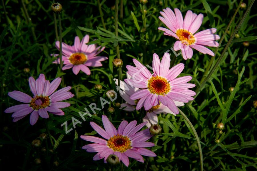 Kopretina pařížská 'Aramis Pink Eye' - Argyranthemum frutescens 'Aramis Pink Eye'