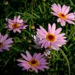 Kopretina pařížská 'Aramis Pink Eye' - Argyranthemum frutescens 'Aramis Pink Eye'