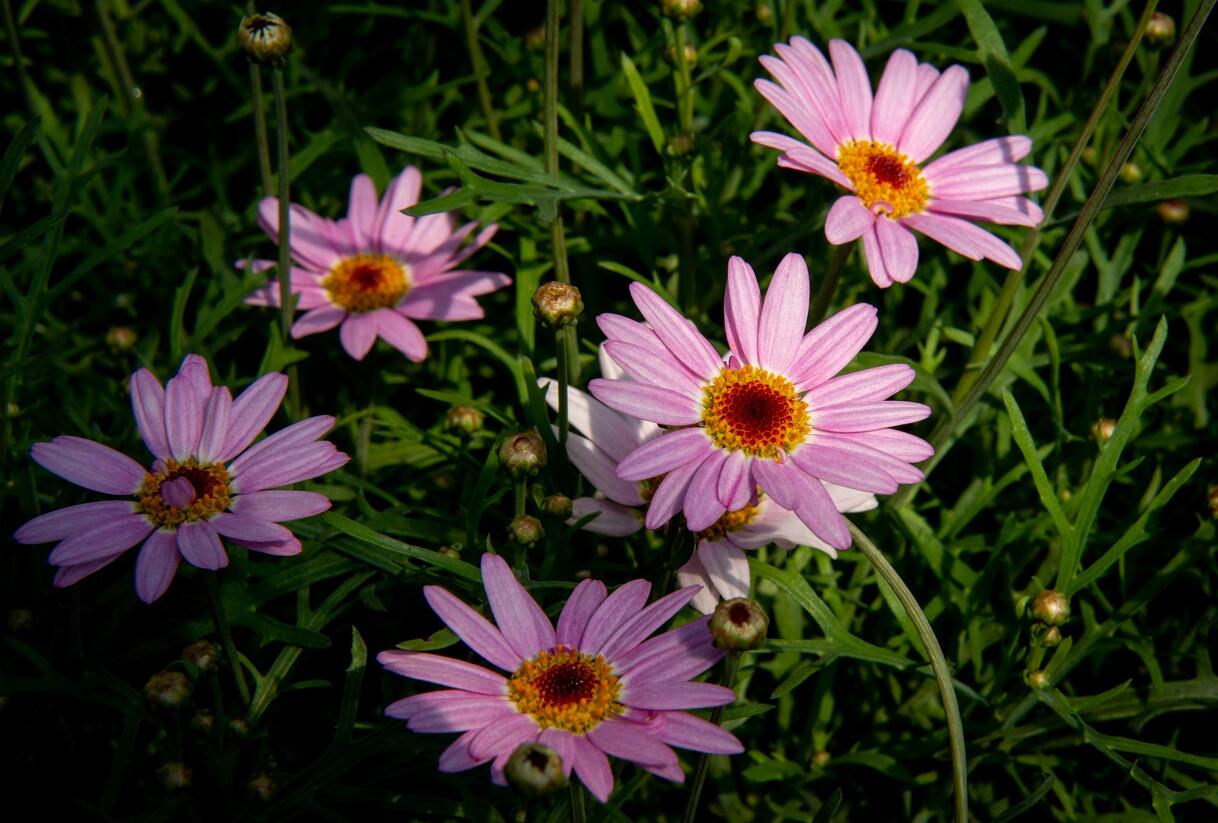 Kopretina pařížská 'Aramis Pink Eye' - Argyranthemum frutescens 'Aramis Pink Eye'
