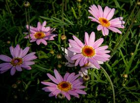 Kopretina pařížská 'Aramis Pink Eye' - Argyranthemum frutescens 'Aramis Pink Eye'