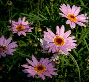 Kopretina pařížská 'Aramis Pink Eye' - Argyranthemum frutescens 'Aramis Pink Eye'