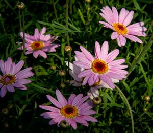 Kopretina pařížská 'Aramis Pink Eye' - Argyranthemum frutescens 'Aramis Pink Eye'
