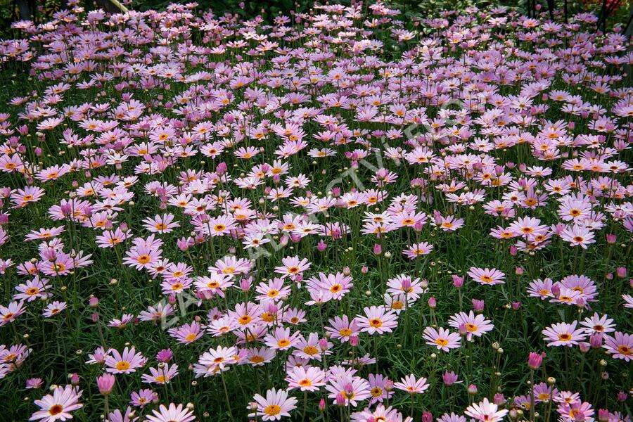 Kopretina pařížská 'Aramis Pink Eye' - Argyranthemum frutescens 'Aramis Pink Eye'