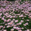 Kopretina pařížská 'Aramis Pink Eye' - Argyranthemum frutescens 'Aramis Pink Eye'