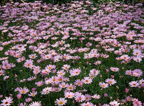 Kopretina pařížská 'Aramis Pink Eye' - Argyranthemum frutescens 'Aramis Pink Eye'