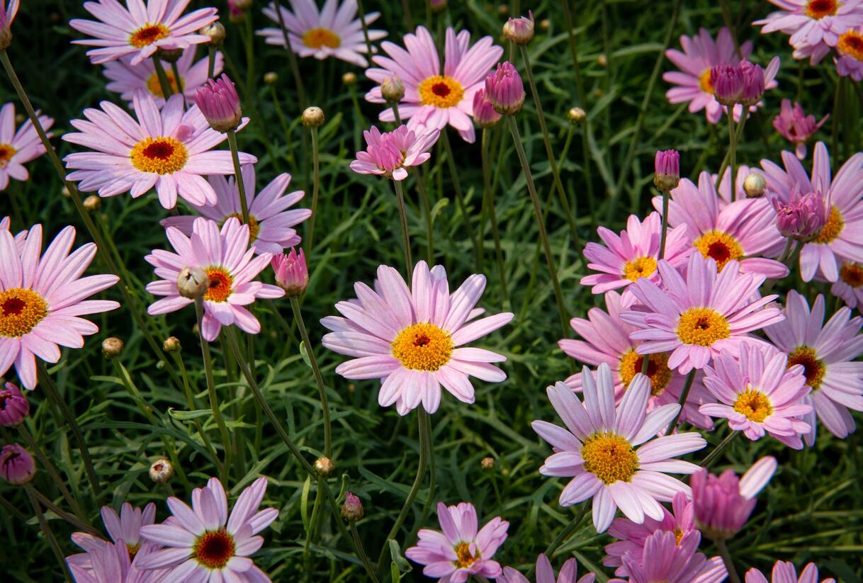 Kopretina pařížská 'Aramis Pink Eye' - Argyranthemum frutescens 'Aramis Pink Eye'
