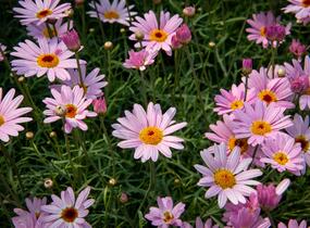 Kopretina pařížská 'Aramis Pink Eye' - Argyranthemum frutescens 'Aramis Pink Eye'