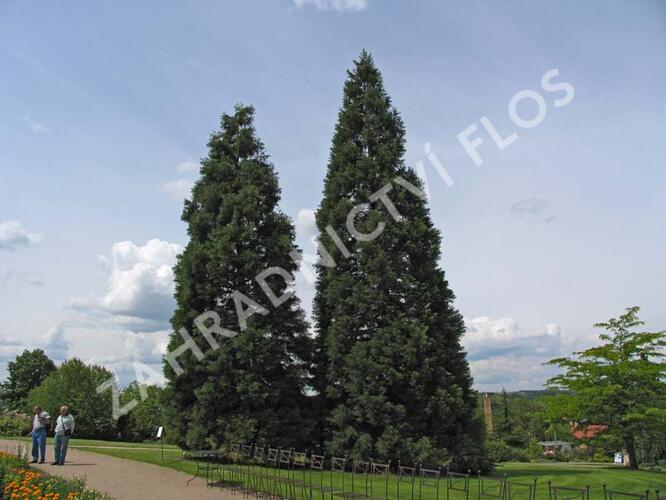 Sekvojovec obrovský - Sequoiadendron giganteum