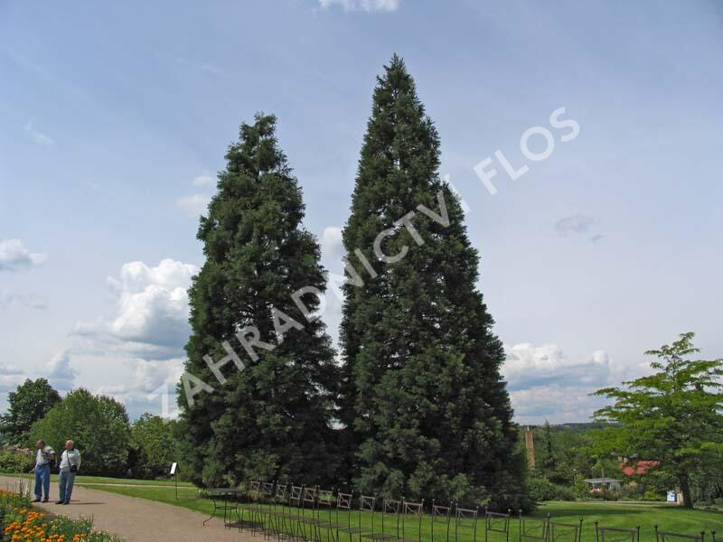 Sekvojovec obrovský - Sequoiadendron giganteum