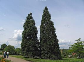 Sekvojovec obrovský - Sequoiadendron giganteum