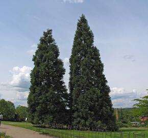 Sekvojovec obrovský - Sequoiadendron giganteum