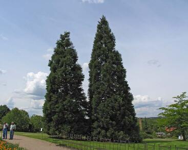 Sekvojovec obrovský