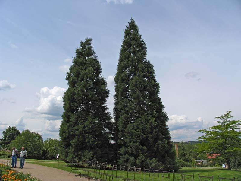 Sekvojovec obrovský - Sequoiadendron giganteum