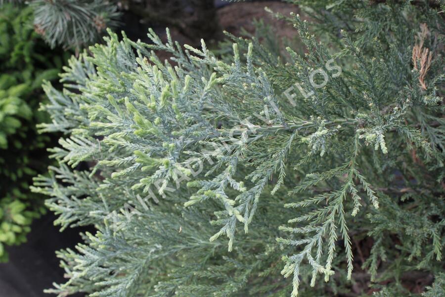Sekvojovec obrovský - Sequoiadendron giganteum
