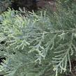 Sekvojovec obrovský - Sequoiadendron giganteum