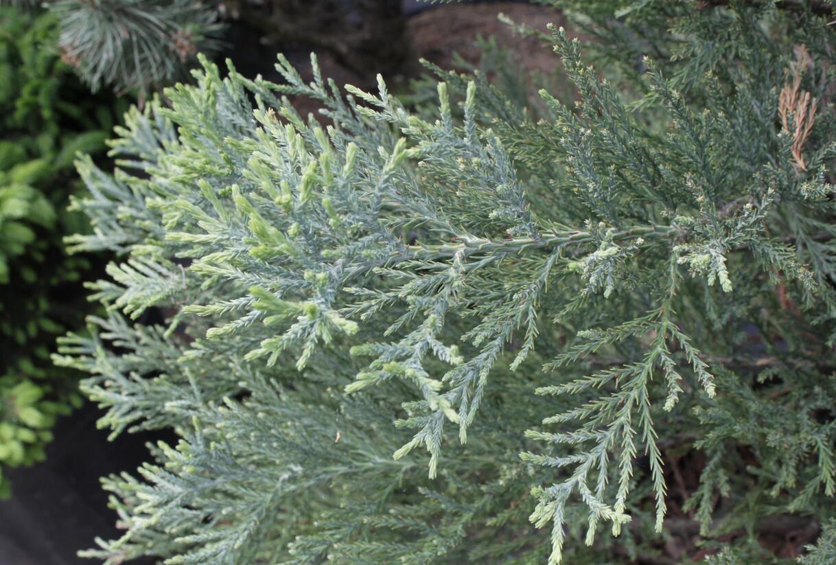 Sekvojovec obrovský - Sequoiadendron giganteum