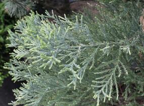 Sekvojovec obrovský - Sequoiadendron giganteum